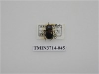 藏品(金龜子科)的圖片